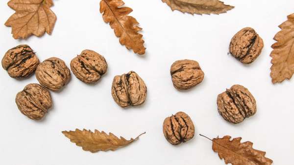 Nuts: The most popular types of nuts and their health benefits