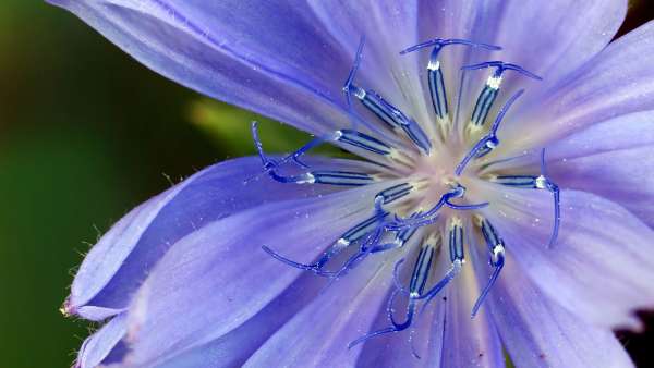 Chicory