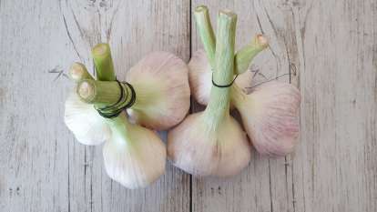 Garlic, photo 2