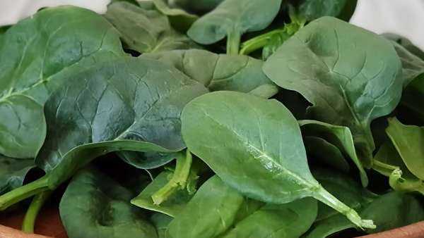 Spinach, photo 2