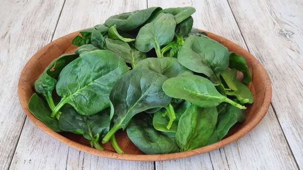 Spinach, photo 3