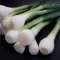 Green onion and its benefits