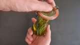 Rosemary oil obtained by transfer - Preparation step 4