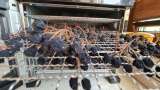 Drying aronia fruits in a dehydrator - Preparation step 4