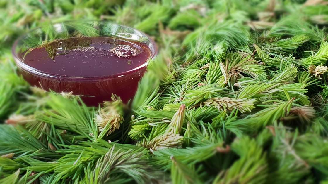 Pine bud syrup, photo 8