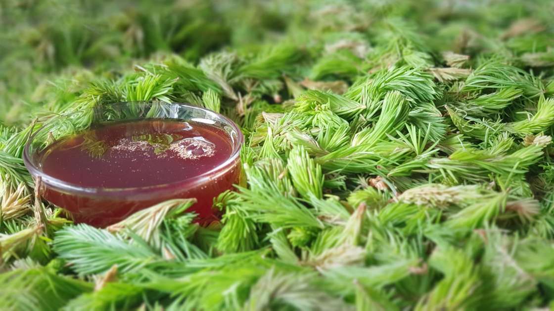 Pine bud syrup, photo 9