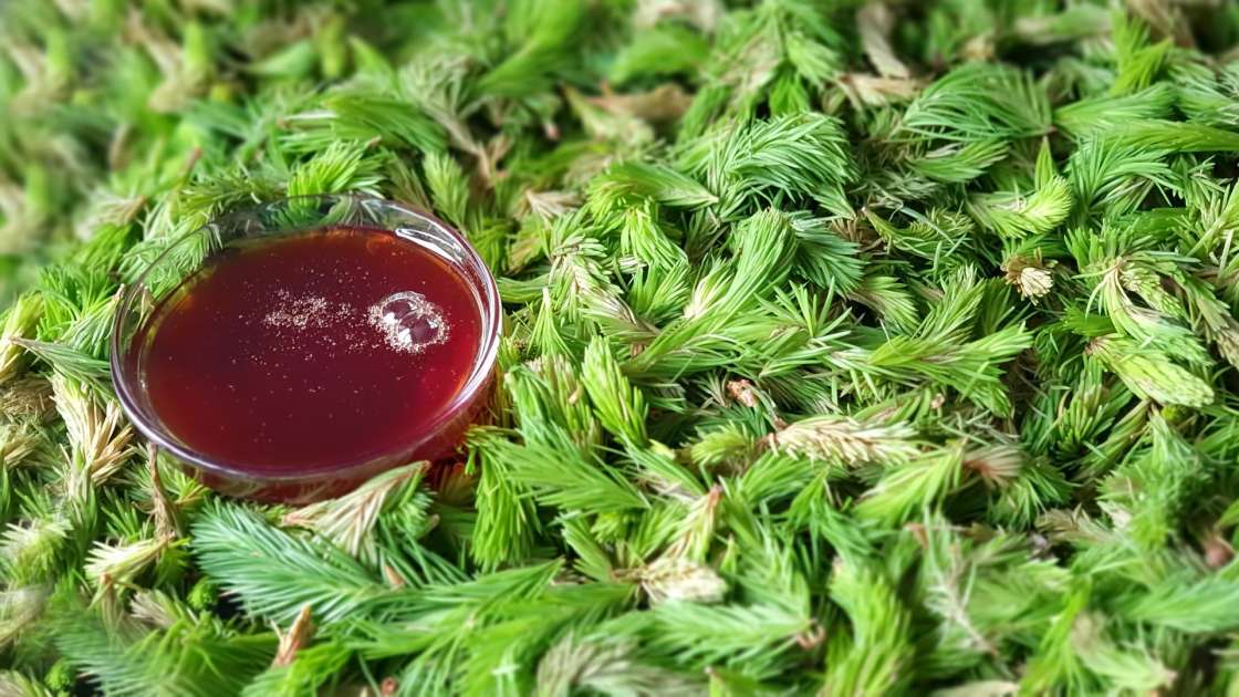 Pine bud syrup, photo 10