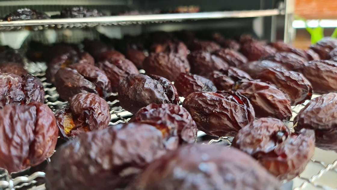 Prunes dried in the dehydrator, photo 2