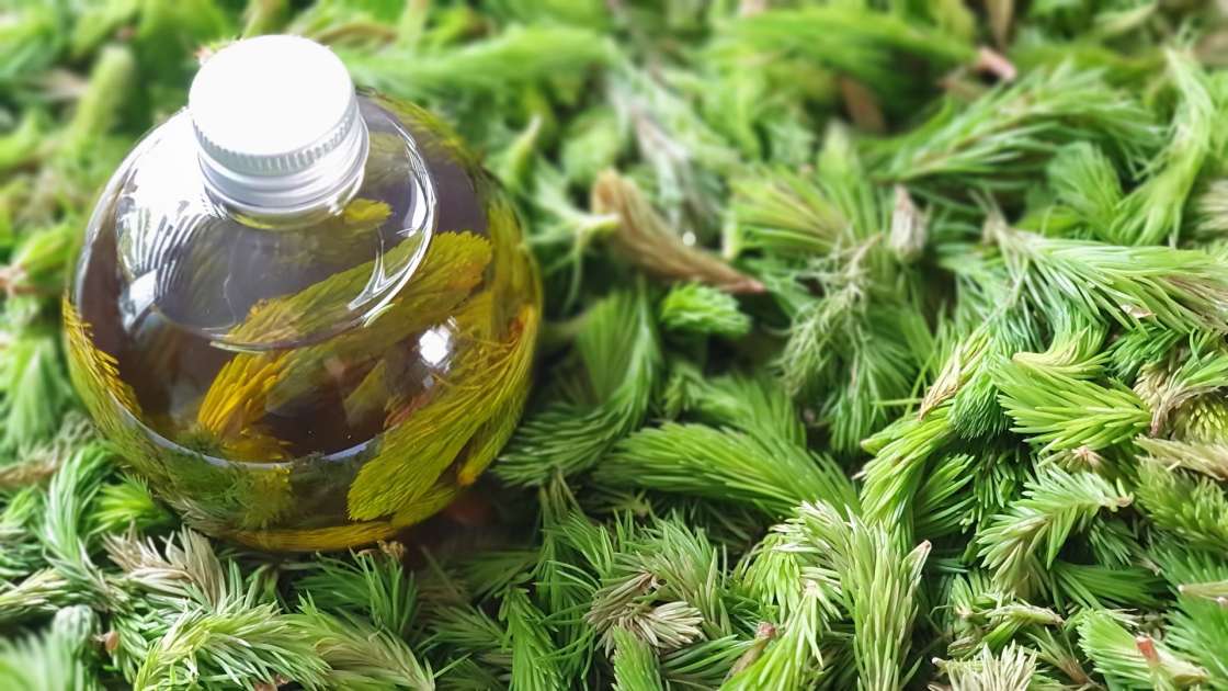 Pine buds oil, photo 1