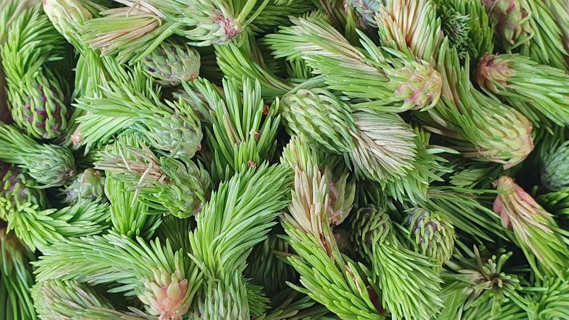 Pine cones-buds macerate with honey, photo 3