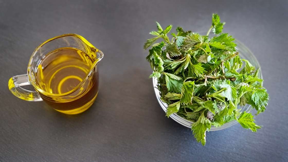 Nettle oil obtained by transfer, photo 1