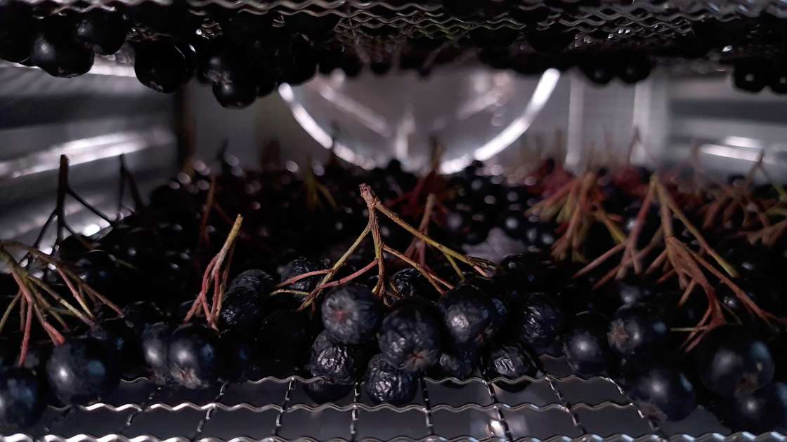Drying aronia fruits in a dehydrator, photo 3