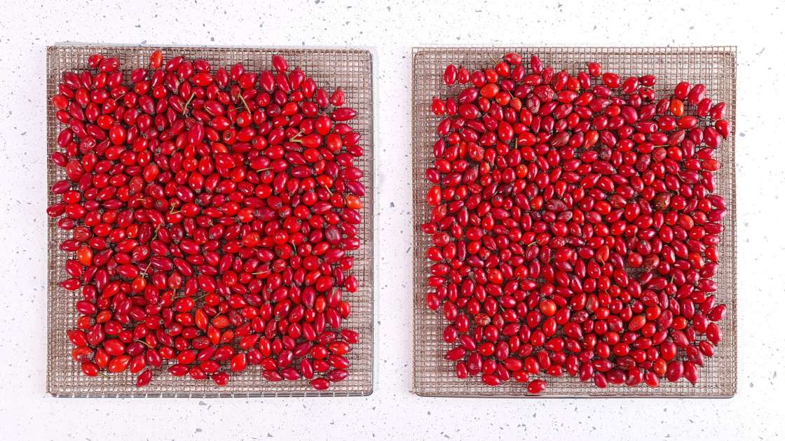 Drying rose hips in a dehydrator for the preparation of rosehip teas or powder, photo 4
