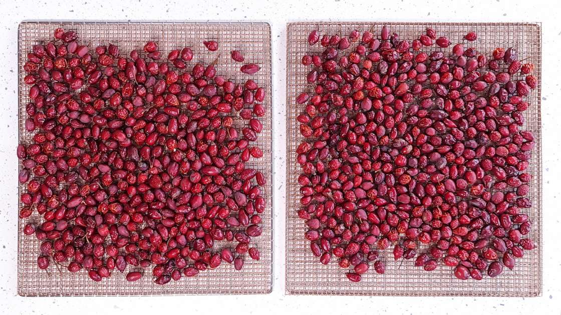 Drying rose hips in a dehydrator for the preparation of rosehip teas or powder, photo 5