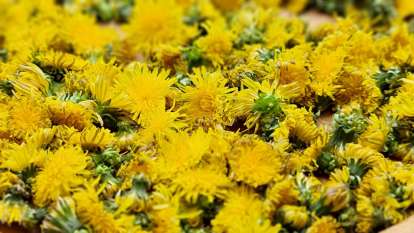 Dandelion syrup or Dandelion honey