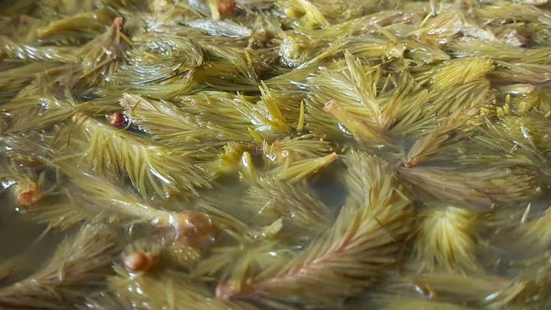 Pine bud syrup, photo 3