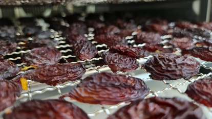 Prunes dried in the dehydrator