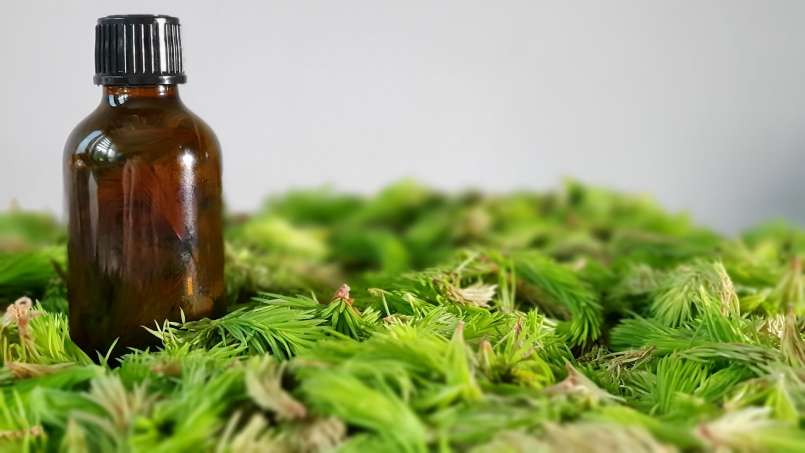 Pine buds tincture, photo 2
