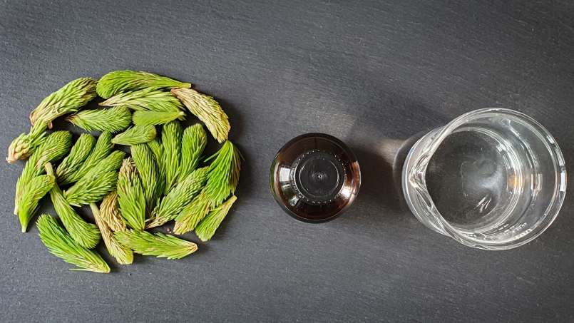 Pine buds tincture, photo 4