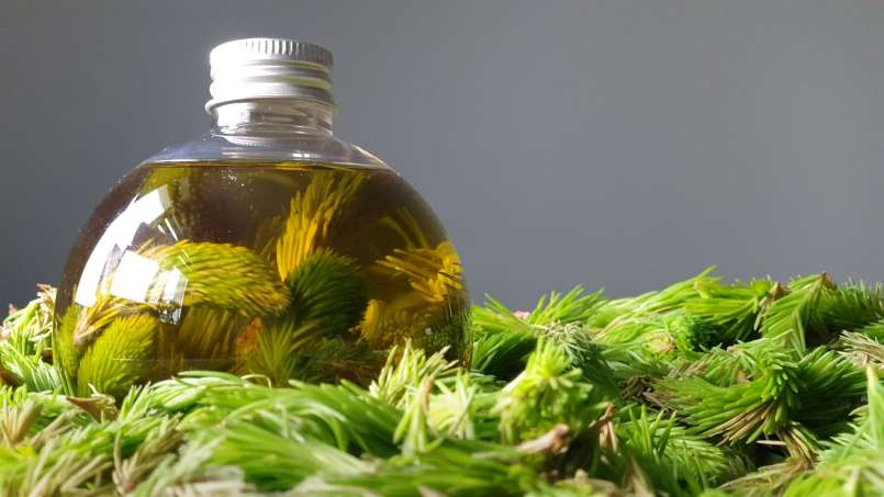 Pine buds oil, photo 3