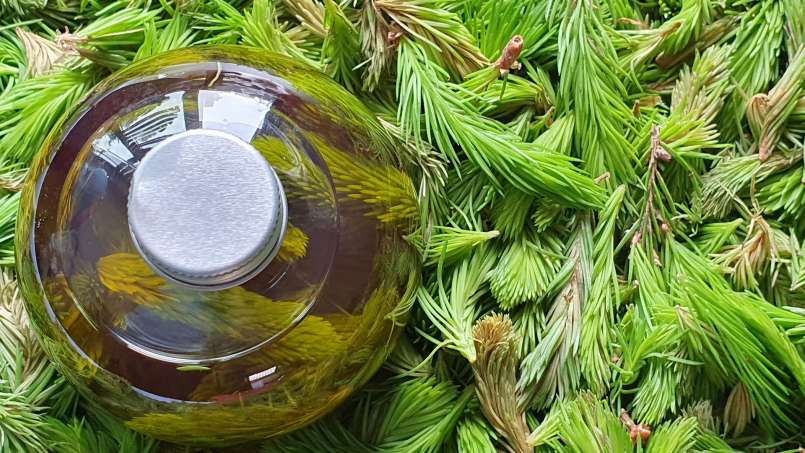 Pine buds oil, photo 4