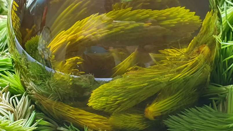 Pine buds oil, photo 5