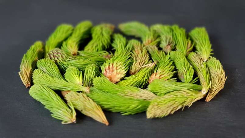 Pine buds oil, photo 8
