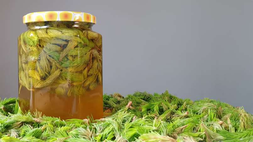 Pine buds macerate with honey, photo 6