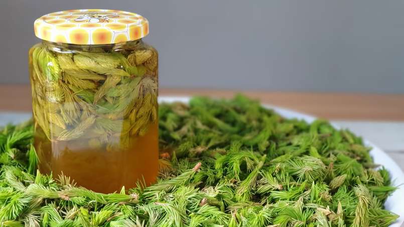 Pine buds macerate with honey, photo 7