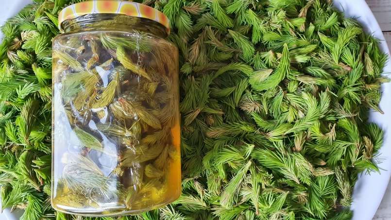Pine buds macerate with honey, photo 8
