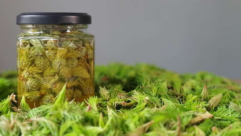 Pine cones-buds macerate with honey, photo 2