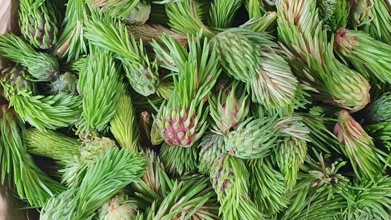 Pine cones-buds macerate with honey, photo 4