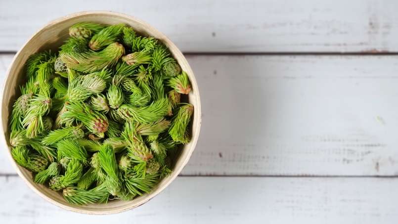 Pine cones-buds macerate with honey, photo 5