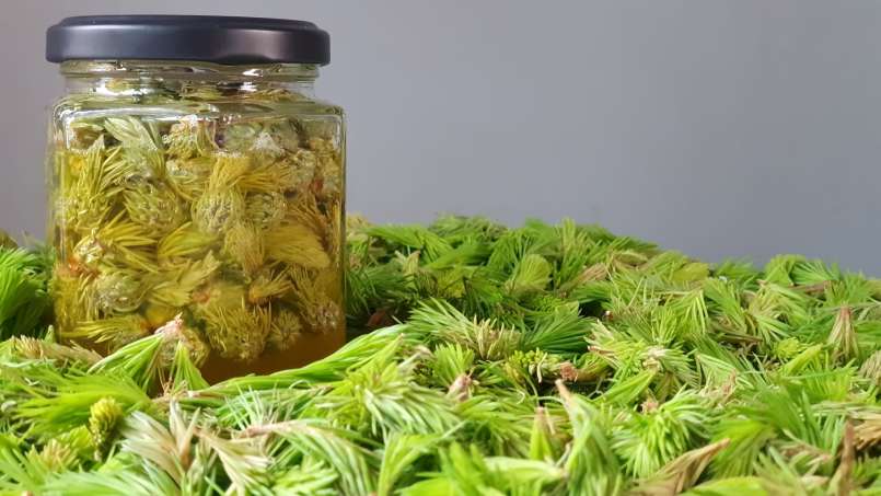 Pine cones-buds macerate with honey, photo 6
