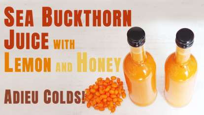 Sea buckthorn juice with lemon and honey