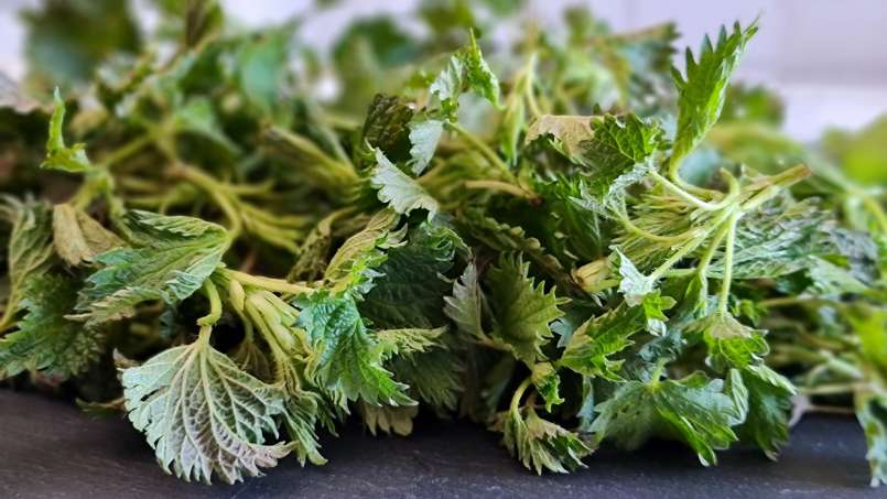 Juice of nettles with spinach, photo 5