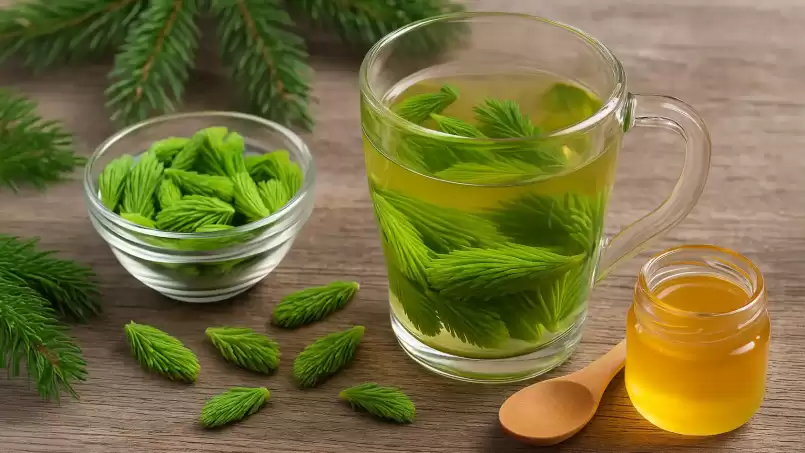 Fir bud boiling for respiratory conditions