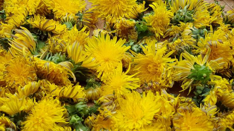 Macerate of DANDELION in HONEY, photo 12
