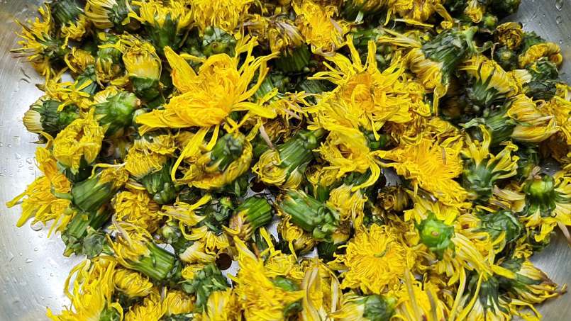 Macerate of DANDELION in HONEY, photo 15