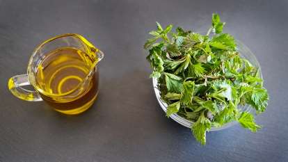 Nettle oil obtained by transfer