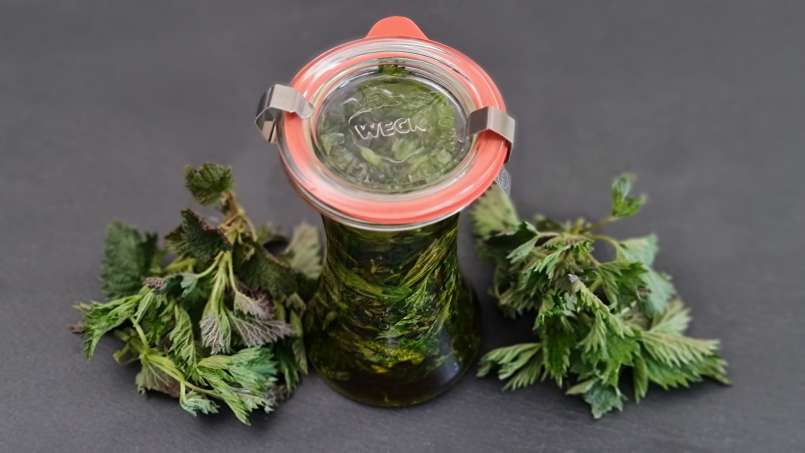Nettle oil obtained by transfer, photo 3