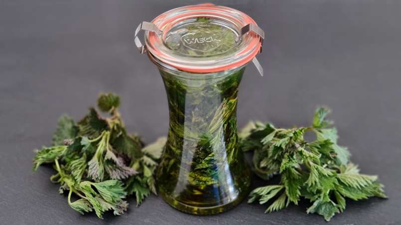 Nettle oil obtained by transfer, photo 4