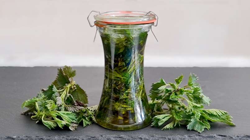 Nettle oil obtained by transfer, photo 5