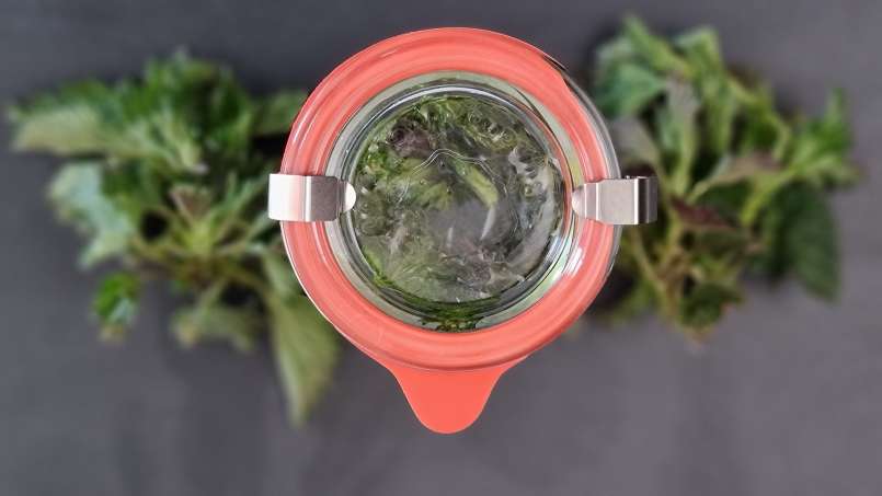 Nettle oil obtained by transfer, photo 6