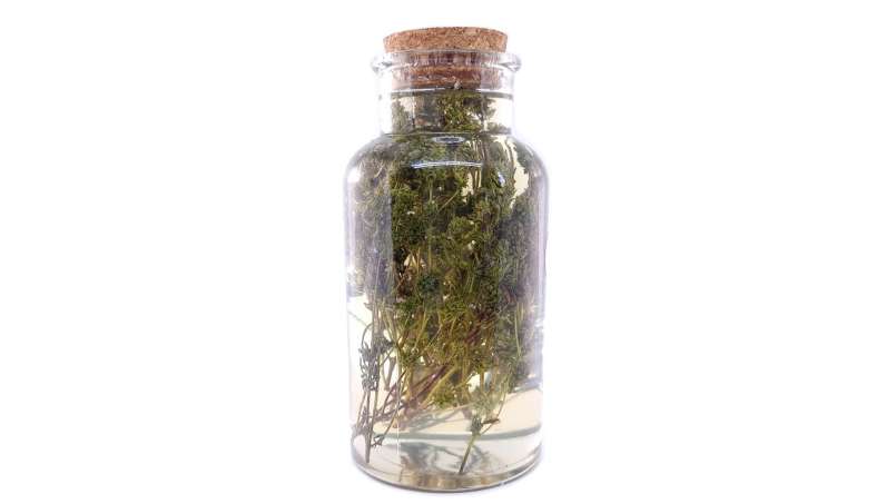 Macerate of thyme with honey, photo 3