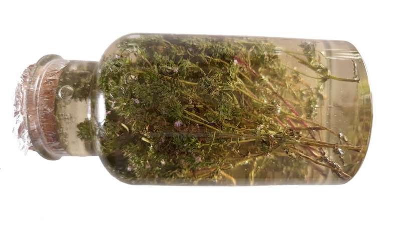Macerate of thyme with honey, photo 5
