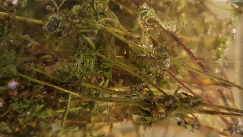 Macerate of thyme with honey, photo 8