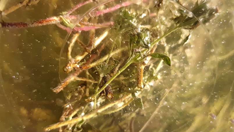 Macerate of thyme with honey, photo 9