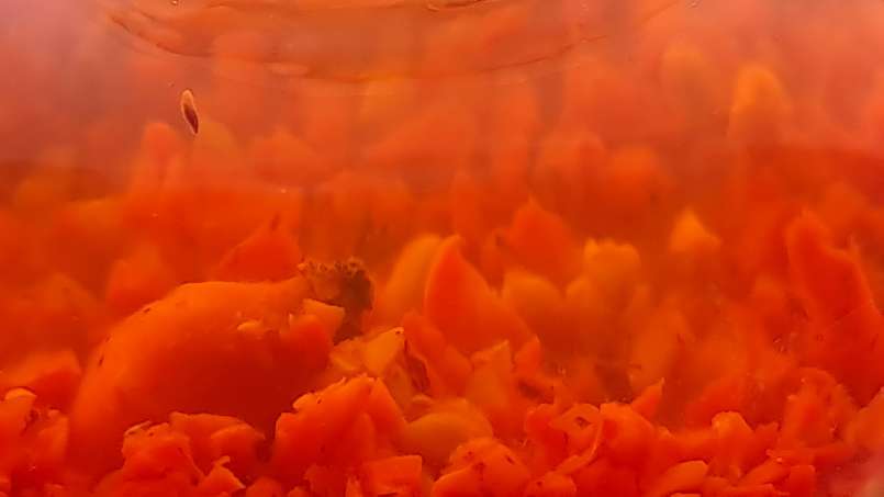 Tincture of fresh, grounded rosehips in alcohol, photo 4