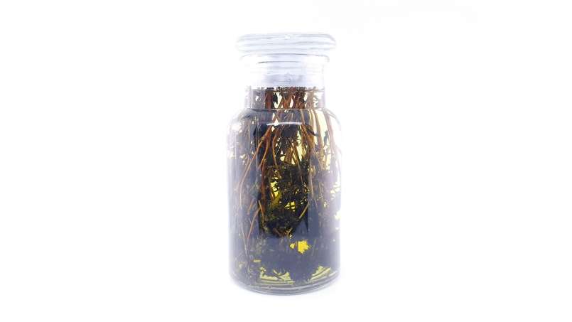 Thyme tincture, photo 5